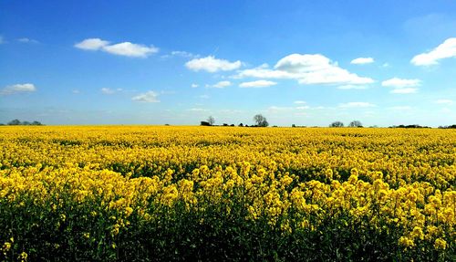 Scenic view of oilseed rape field against sky