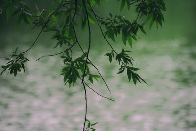 Close-up of plants against blurred background