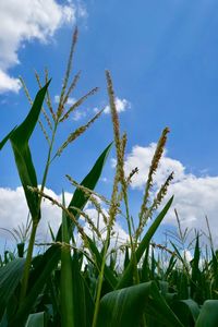 Low angle view of crops growing on field against sky