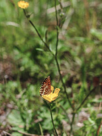 Close-up of butterfly on yellow flower