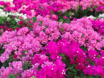 Close-up of pink flowers blooming outdoors