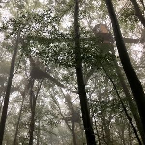 Low angle view of trees in forest