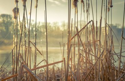 Close-up of plants on field against sky
