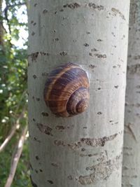 Close-up of snail on tree trunk