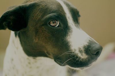 Close-up of dog looking away