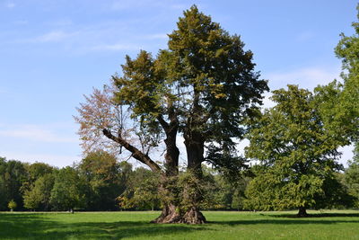 Trees on field against sky