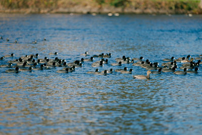 Flock of birds in lake