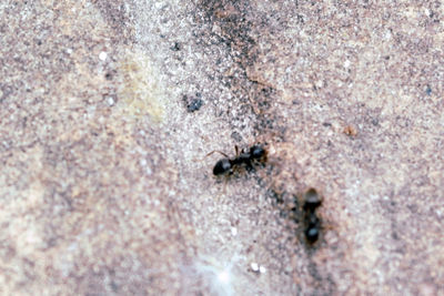 High angle view of ant