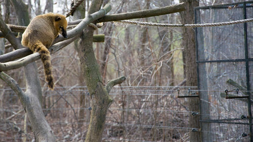 Owl perching on branch in zoo