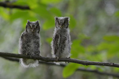 Baby owls on the branch posing