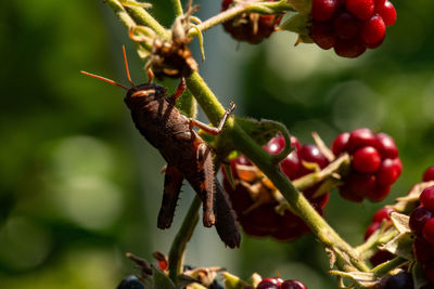 Close-up of insect on plant