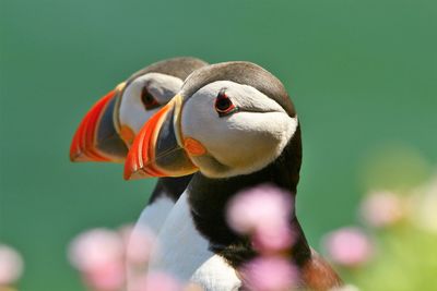 Close-up of bird against blurred background