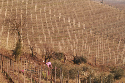 Rear view of woman on landscape against bare trees