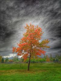 Tree on grassy field against cloudy sky during autumn