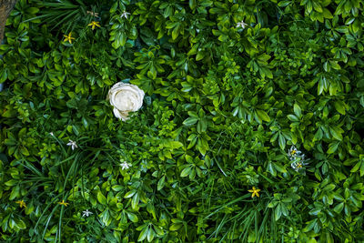 High angle view of fresh green plants