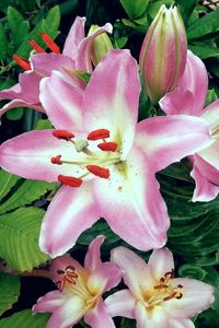 Close-up of pink flower