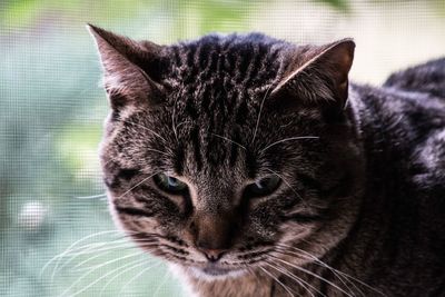 Close-up portrait of cat