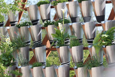 Close-up of plants in greenhouse