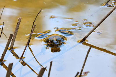 High angle view of frog swimming in lake