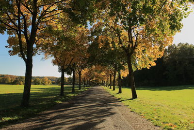 Trees in park during autumn