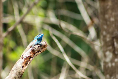 Close-up of a bird perching on branch