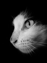 Close-up portrait of cat against black background