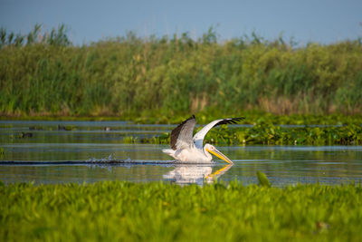 Bird flying over a lake