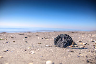 Driftwood on sand at beach against sky