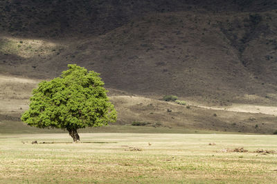 Tree on field against mountain