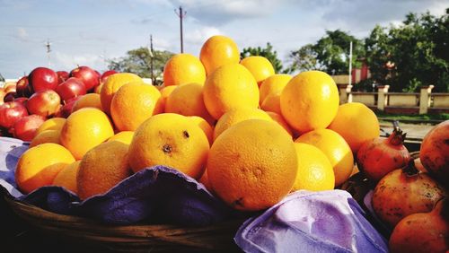 Close-up of mango