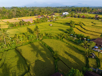 Scenic view of agricultural field