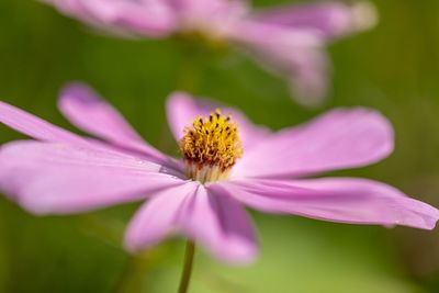 Close-up of purple cosmos flower