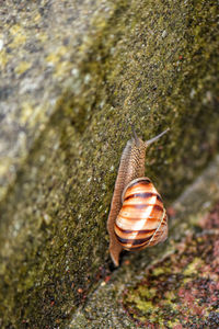 Close-up of snail on tree trunk