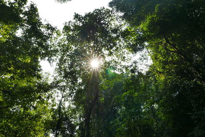 Low angle view of sunlight streaming through trees in forest