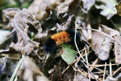 Close-up of insect on dry leaves