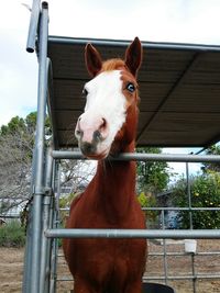 Close-up portrait of a horse