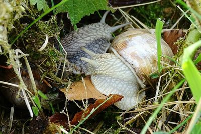 Close-up of plants growing on field