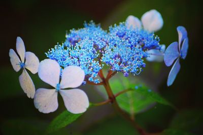 Close-up of purple flowers