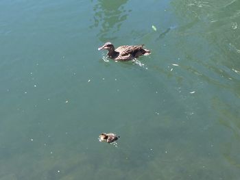 Ducks swimming in sea
