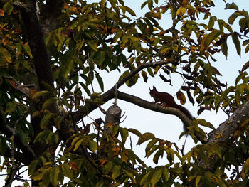 Low angle view of bird perching on tree against sky