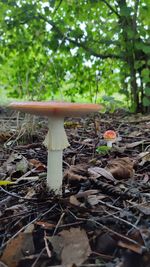 Close-up of mushroom growing on field