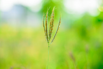 Close-up of plant growing on field