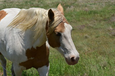 View of a horse on field