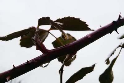 Low angle view of bird on branch