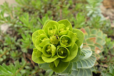 Close-up of plant