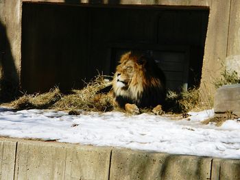 Side view of lion sitting in zoo