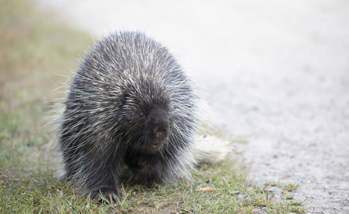 Close-up of an animal on field