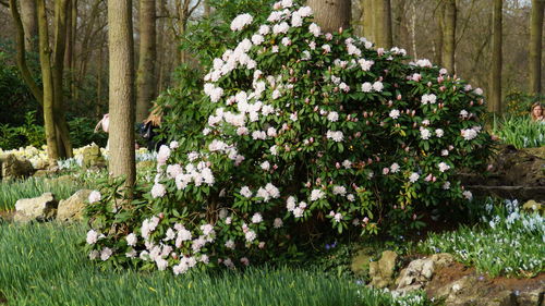 Flowers growing in park