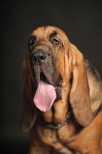 Close-up of dog looking away