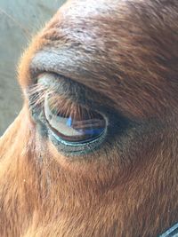 Close-up of horse eye